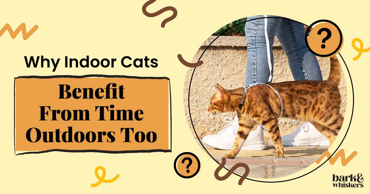 Why Supervised Outdoor Time Can Benefit Indoor Cats