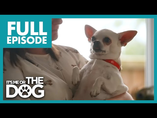 A Novice Operative From Chihuahua Loses Horribly