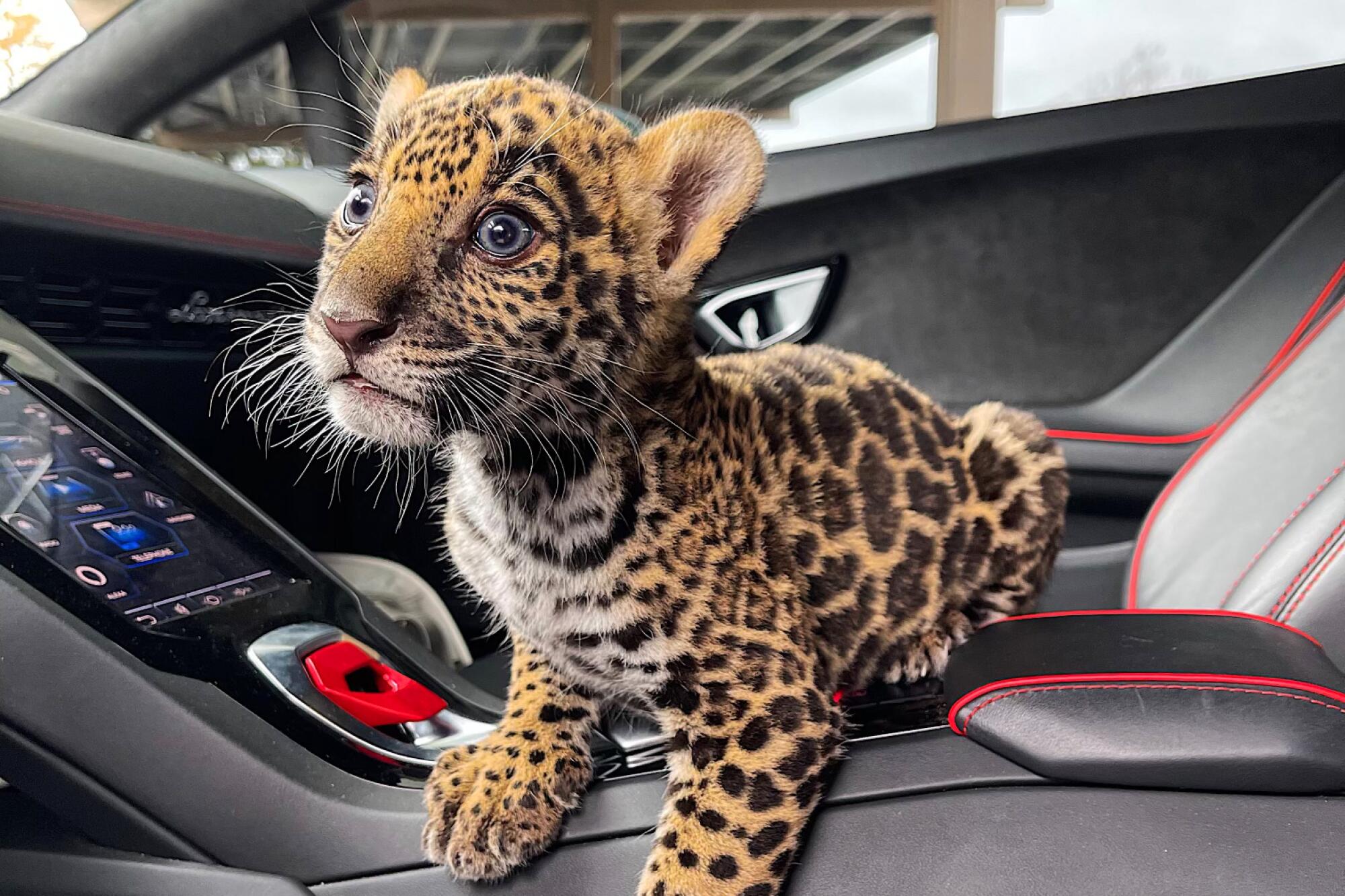 Drug Smuggler Who Allegedly Planned to Sacrifice 5-Week-Old Jaguar Avoids Prison