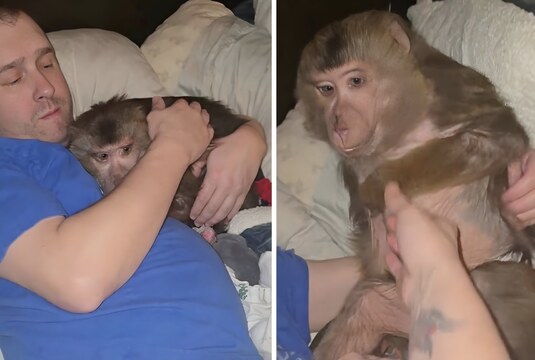 He Not Listening To Her: This Monkey Is Definitely Not A Momma’s Boy!