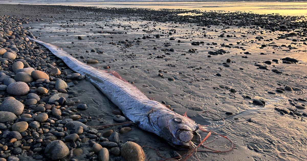 Nature Is Sending A Warning? wo “Doomsday Fish” Wash Up On Mexican Shore And Folks Are Convinced It’s A Sign