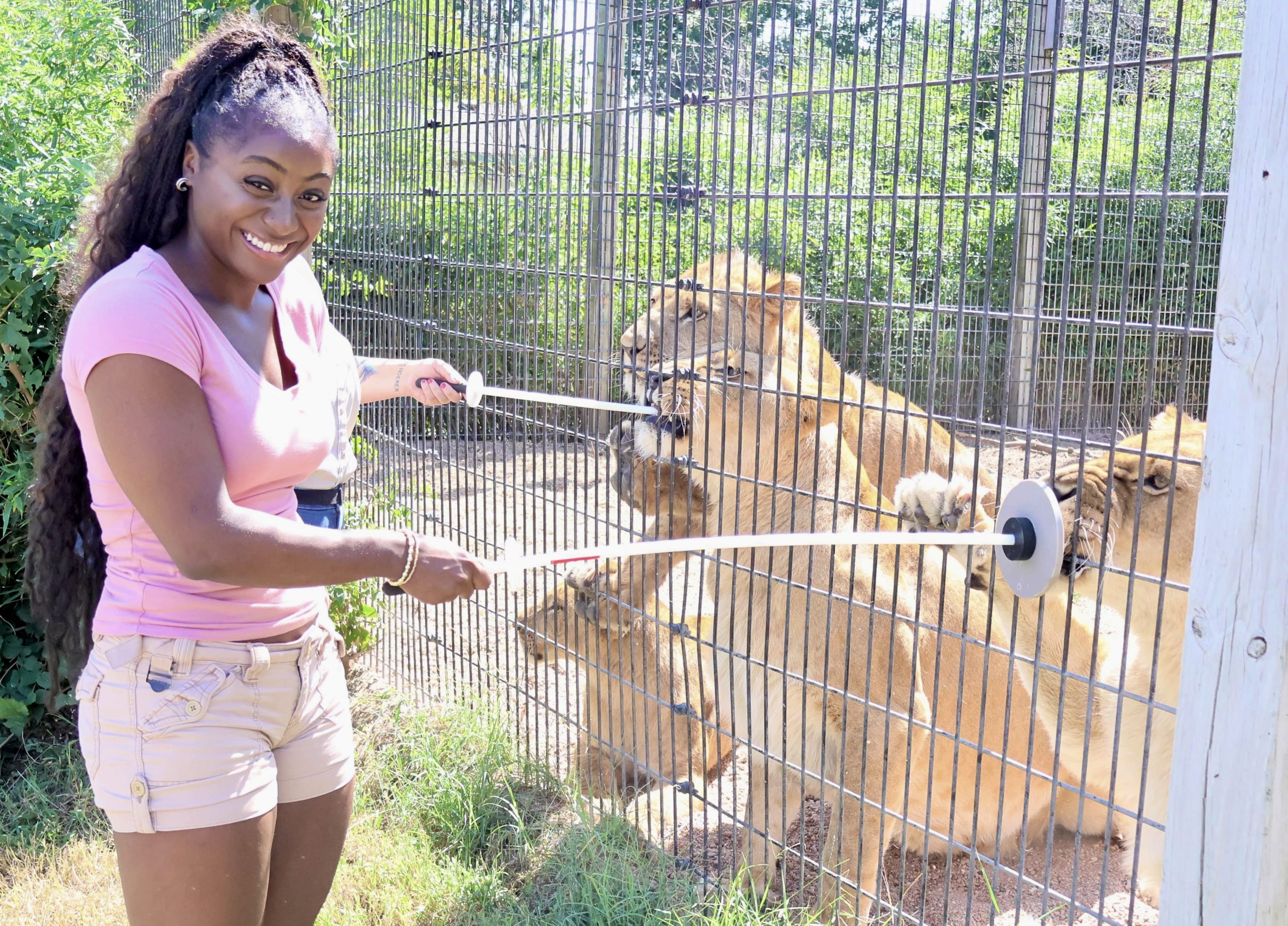 Whoa: 10-Year-Old Girl Got Too Close To The Cage While Feeding Lions At A Zoo!